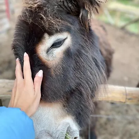 Mountain Eco Shelter 2 Funchal (Madeira)