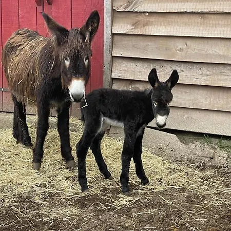 Mountain Eco Shelter 2 Luksusowy namiot *