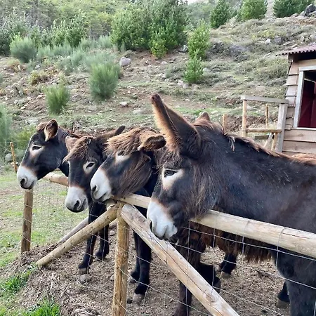 Mountain Eco Shelter 2 Campismo de Luxo