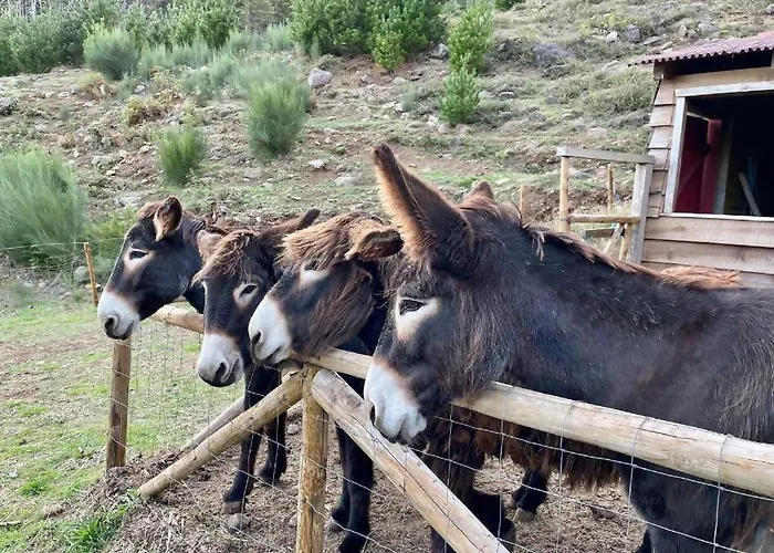 Mountain Eco Shelter 2 Glamping